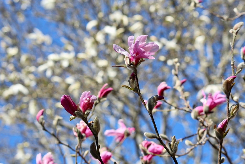 Närbild på rosa magnolieblommor. I bakgrunden syns vita magnolieblommor bakom ett suddigt filter. 