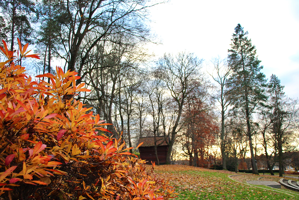 Foto på Skolparken under hösten. I förgrunden syns en buske med vackra höstfärgade blad. I bakgrunden syns läktare till en scen, en röd träbyggnad samt en del olika träd. 