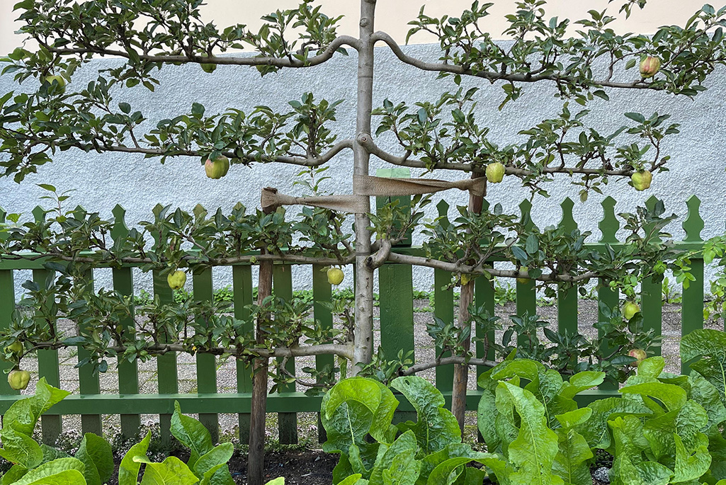 Foto från Rådhusgården på sommaren. På bilden syns ett fruktträd i en rolig form. Framför trädet växer storbladiga växter och bakom trädet syns ett grönt staket.